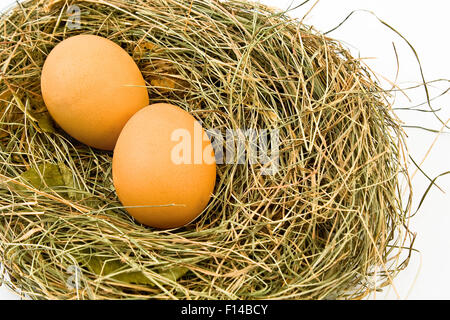 Eiern im Nest isoliert auf weiss Stockfoto