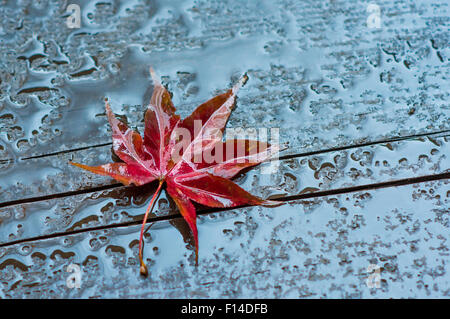 Herbst Blatt auf nassem Untergrund aus Holz Stockfoto