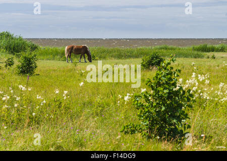 Flaxen rotes Pferd Weiden auf windigen Gebiet am Meer Stockfoto