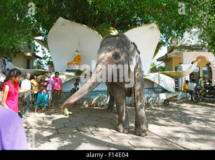 Menschen, die einen Heiligen Elefanten füttern, Kandavihara Tempel, Ceylon, Sri Lanka, Beruwela, Western Province Stockfoto