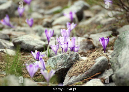 wilde Blumen aus frühen Frühling (Crocus Sativus) wächst auf felsigem Gelände in den Bergen Stockfoto