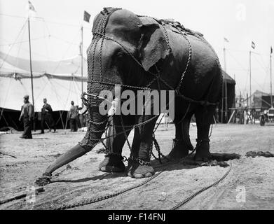 1930ER JAHRE ZIRKUS ELEFANTEN IN KETTEN GELEGT Stockfoto