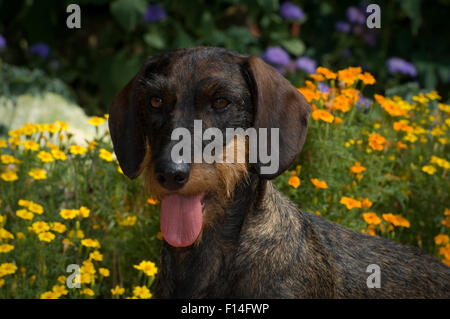 RAUHAAR DACKEL VOR BLUMEN-KOPFSCHUSS Stockfoto