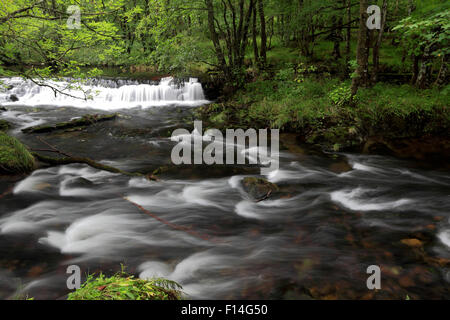 Colwith Force Wasserfälle auf dem Fluß Brathay nahe Elterwater, wenig Langdale, Nationalpark Lake District, Cumbria, England, Stockfoto