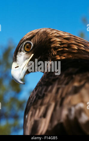 Steinadler Aquila Chrysaetes NORTH AMERICA HIGH DESERT MUSEUM OREGON Stockfoto