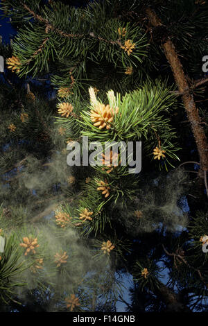 POLLEN-STAUB VON LODGEPOLE PINE TREE Stockfoto