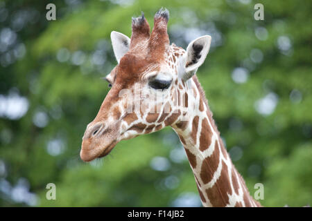 Eine Nahaufnahme von einem retikuliert Giraffe Kopf und Hals Stockfoto