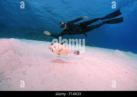Rotes Meer, Ägypten. 15. Oktober 2014. Freediver schwimmt über sandigem Untergrund, Rotes Meer, Ägypten © Andrey Nekrassow/ZUMA Wire/ZUMAPRESS.com/Alamy Live-Nachrichten Stockfoto