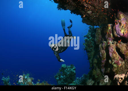 Rotes Meer, Ägypten. 15. Oktober 2014. Freediver taucht in der Nähe von Coral Reef, Rotes Meer, Ägypten © Andrey Nekrassow/ZUMA Wire/ZUMAPRESS.com/Alamy Live-Nachrichten Stockfoto