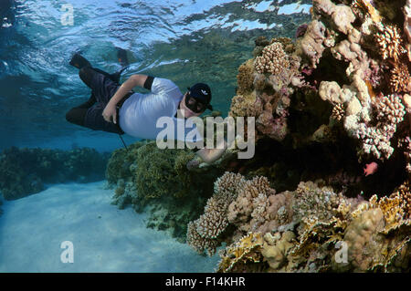 15. Oktober 2014 - Rotes Meer, Ägypten - Freitaucher taucht in der Nähe von Coral Reef, Rotes Meer, Ägypten (Credit-Bild: © Andrey Nekrassow/ZUMA Wire/ZUMAPRESS.com) Stockfoto