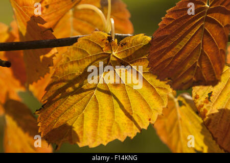 Sonnenlicht auf goldenen Buche Blätter in Farben des Herbstes, in der Parklandschaft von Hergest Croft Gärten, Kington, Herefordshire, England, UK Stockfoto