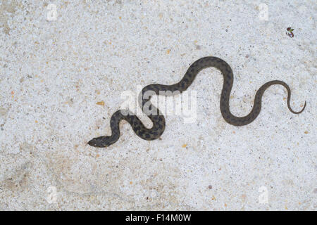 Viperine Schlange, viperine Wasserschlange, viperine Ringelnatter, Vipernnatter, Vipern-Natter, Natrix Maura, Couleuvre vipérine Stockfoto