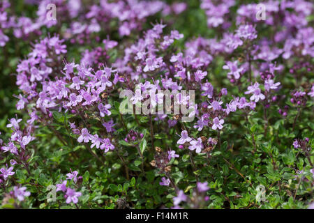 Breitblättrigen Thymian, Zitronen-Thymian, Breitblättriger Thymian, Quendel-Thymian, Arznei-Thymian, Quendel, Thymus pulegioides Stockfoto