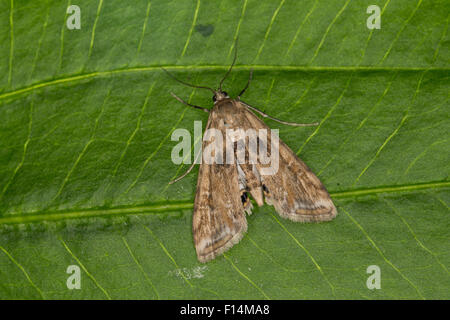 Kleiner China-Mark, Weiblich, Wasserlinsenzünsler, Wasserlinsen-Zünsler, Weibchen, Cataclysta Lemnata, Cataclysta lemnalis Stockfoto