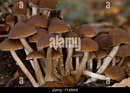 Gemeinsamen stumpf Brittlestem, Wässriger Mürbling, Wässriger Faserling Psathyrella Hydrophila, Psathyrella piluliformis Stockfoto