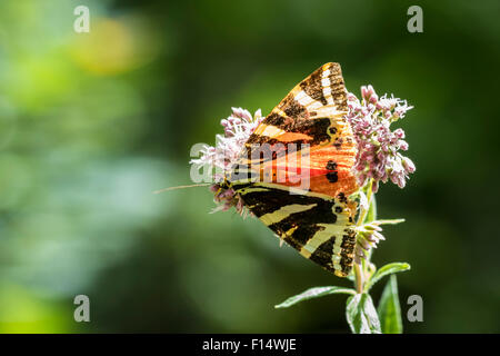 Nahaufnahme von einem Jersey Tiger Schmetterling, Euplagia Quadripunctari, eine Blume Nektar ernähren. Dies ist ein ein Tag fliegen Motten Stockfoto