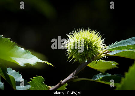 Eine süße Kastanien noch in eine geschlossene Hülle mit Spikes, wächst auf einem Baum in einem Wald. Stockfoto