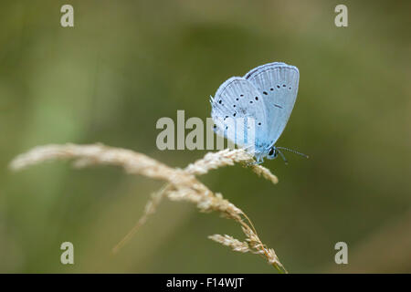 Holly blue (Celastrina Argiolus) Schmetterling ruht im Rasen. Holly Blue hat blasse Silber-blauen Flügeln mit hellen Elfenbein entdeckt Stockfoto