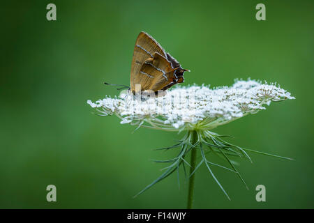 Der kleine braune Zipfelfalter Schmetterling, eine Blume Nektar ernähren Stockfoto