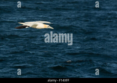 Basstölpel (Morus Bassanus) fliegen über dem Atlantik vor der Westküste von Irland Stockfoto