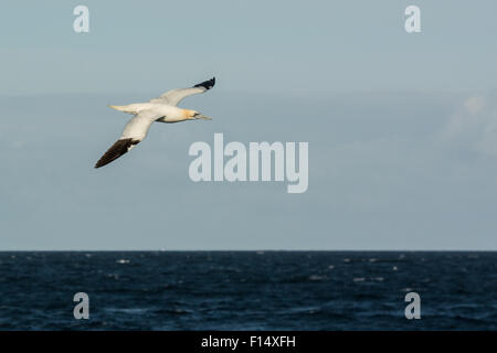 Basstölpel (Morus Bassanus) fliegen in der Luft über dem Atlantik vor der Westküste von Irland Stockfoto