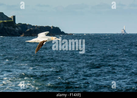 Basstölpel (Morus Bassanus) von Cape Clear Island in West Cork, Irland, mit Fastnet Rock hinter fliegen Stockfoto