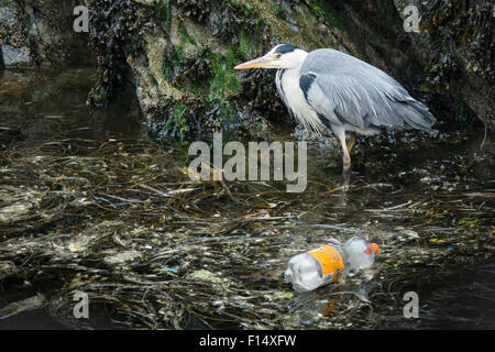 Graureiher Fischen verworfen unglücklich in der Nähe von Kunststoff Limo-Flasche Stockfoto