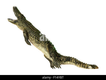 3D digital zu rendern, der ein amerikanischer Alligator isoliert auf weißem Hintergrund Stockfoto