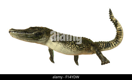 3D digital zu rendern, der ein amerikanischer Alligator isoliert auf weißem Hintergrund Stockfoto