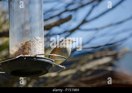 Spatz auf Saatgut feeder Stockfoto