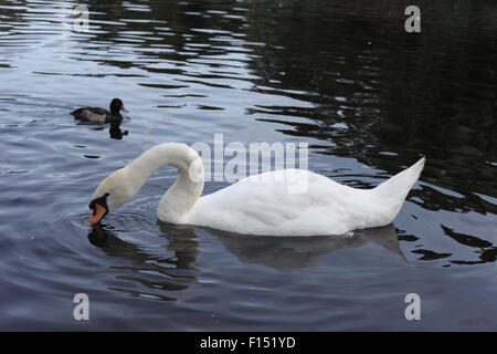 Schwan im Regents Park, London Stockfoto