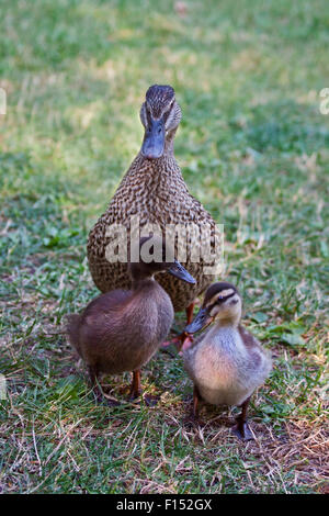 Mallard Duck Mutter (Anas Platyrhynchos) und zwei Entenküken, Idrosee, Italien Stockfoto