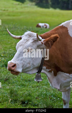 Alpine Kuh mit Glocke, Misurina, Italien Stockfoto