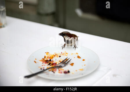 Spatz aus einer Platte in einem Restaurant Essen Stockfoto