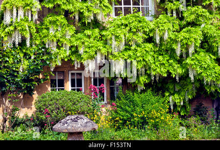 weißen Glyzinien herumgeklettert Hütte Fenster mit Blumen, Pflanzen, Stein Pilz vorne auf sonnigen Sommertag Stockfoto