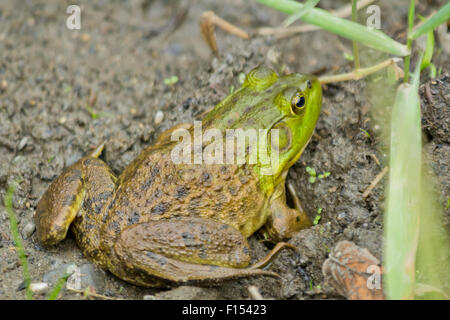 Muddy green Bull Frog ruht in seinem natürlichen Lebensraum Stockfoto