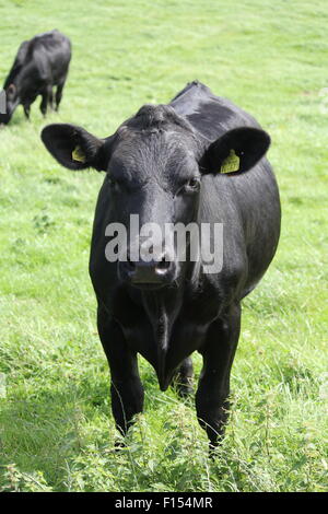 Welsh black Rinder weiden auf den Hügeln oberhalb von Aberystwyth Wales UK Stockfoto