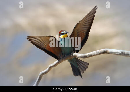 Europäische Bienenfresser (Merops Apiaster) landet auf einem Ast nach Flug Stockfoto