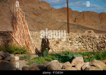 Alte Dame Wasser ihren Garten im Dorf Likir, Ladakh, Indien Stockfoto