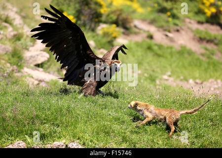 Cinereous (eurasischen) Mönchsgeier (Aegypius Monachus) ist mit einem Stand aus mit einem Rotfuchs (Vulpes Vulpes) Stockfoto