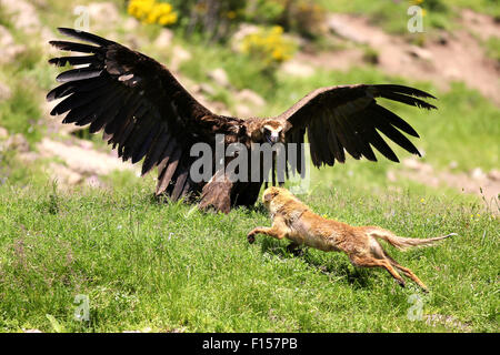 Cinereous (eurasischen) Mönchsgeier (Aegypius Monachus) ist mit einem Stand aus mit einem Rotfuchs (Vulpes Vulpes) Stockfoto