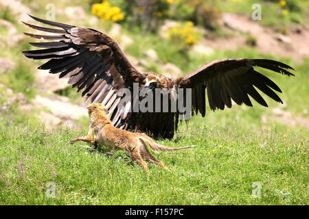 Cinereous (eurasischen) Mönchsgeier (Aegypius Monachus) ist mit einem Stand aus mit einem Rotfuchs (Vulpes Vulpes) Stockfoto