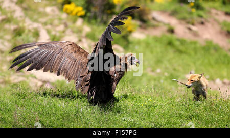 Cinereous (eurasischen) Mönchsgeier (Aegypius Monachus) ist mit einem Stand aus mit einem Rotfuchs (Vulpes Vulpes) Stockfoto