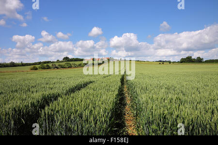 A Landscape in Rural Oxfordshire with field of ripening wheat Stockfoto