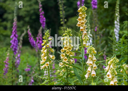 Großer blühender Fingerhut / große gelbe Fingerhut (Digitalis Grandiflora) stammt aus Südeuropa und Asien Stockfoto