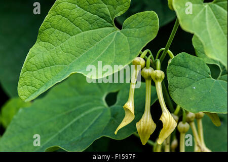 Nahaufnahme von europäischen Birthwort (Aristolochia Clematitis) in Blüte, in Europa heimisch Stockfoto