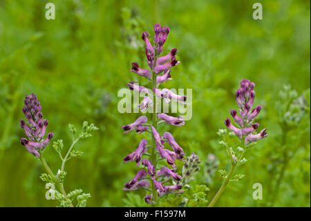 Gemeinsamen Erdrauch / Erde Rauch (Fumaria Officinalis) in Blüte Stockfoto