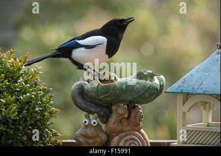 Eurasische Elster / Europäische Elster / gemeinsame Elster (Pica Pica) Trinkwasser von Vogeltränke im Garten Stockfoto