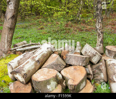 Ein kleiner Haufen Holz gesägt Protokolle in Wäldern, Derbyshire, England, Großbritannien Stockfoto