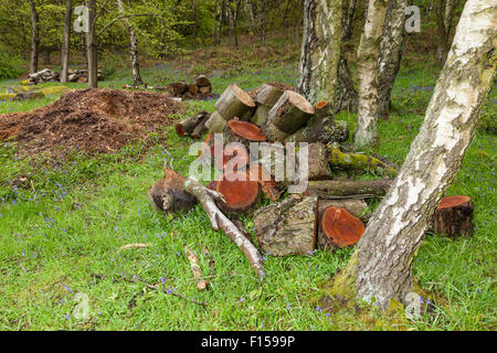 Mehrere Holzstapel der Stamm in Wäldern, Derbyshire, England, Großbritannien Stockfoto